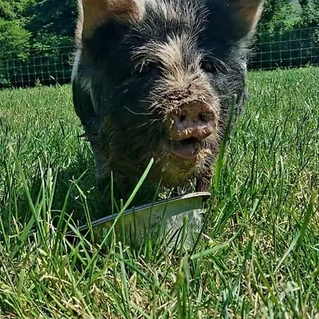 Alloggio in famiglia Ballyhoura Farm Escape Experience With Alpacas & Fairy Forest