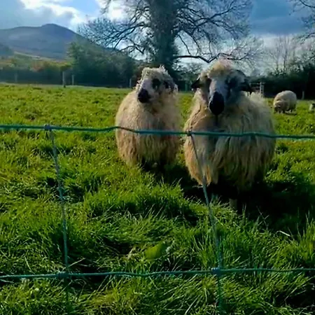 Ballyhoura Farm Escape Experience With Alpacas & Fairy Forest Alloggio in famiglia Ballyorgan