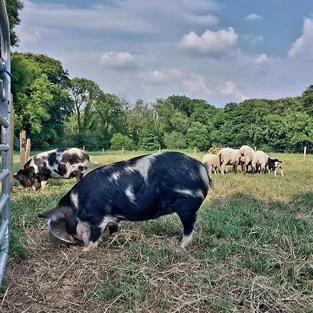 Ballyhoura Farm Escape Experience With Alpacas & Fairy Forest 民宿