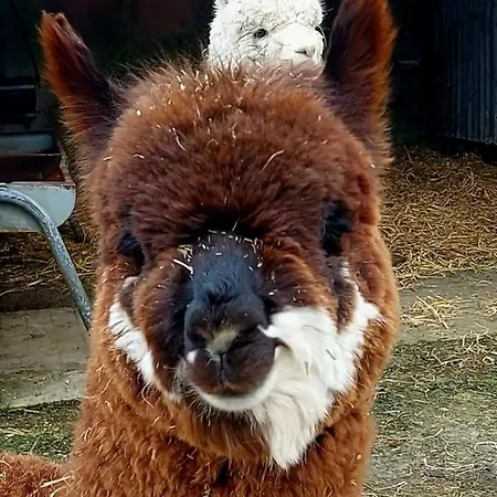 民宿 Ballyhoura Farm Escape Experience With Alpacas & Fairy Forest *