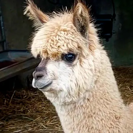 Ballyhoura Farm Escape Experience With Alpacas & Fairy Forest * Ballyorgan