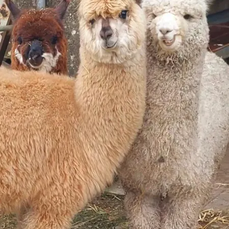 Ballyhoura Farm Escape Experience With Alpacas & Fairy Forest Privat bolig Ballyorgan