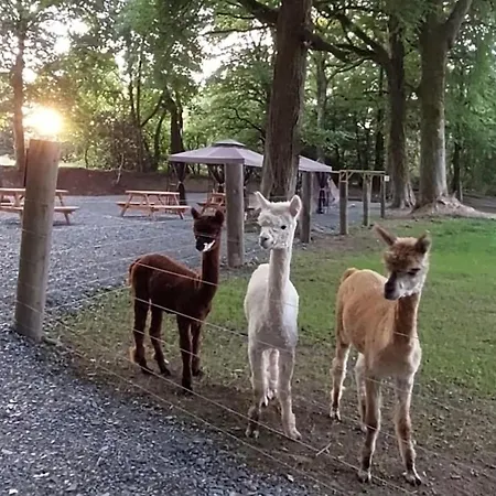 Alloggio in famiglia Ballyhoura Farm Escape Experience With Alpacas & Fairy Forest *