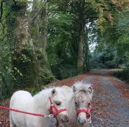 홈스테이 Ballyhoura Farm Escape Experience With Alpacas & Fairy Forest *