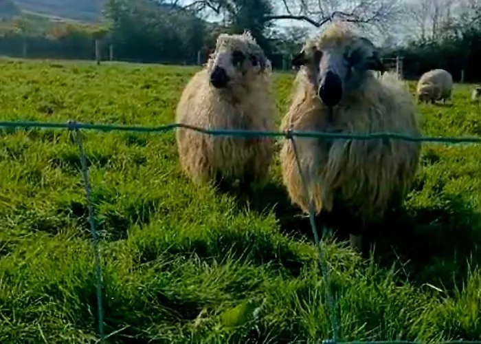 Ballyhoura Farm Escape Experience With Alpacas & Fairy Forest 홈스테이 Ballyorgan