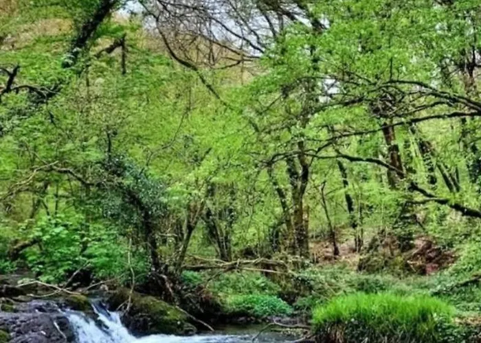 Ballyhoura Farm Escape Experience With Alpacas & Fairy Forest * Ballyorgan