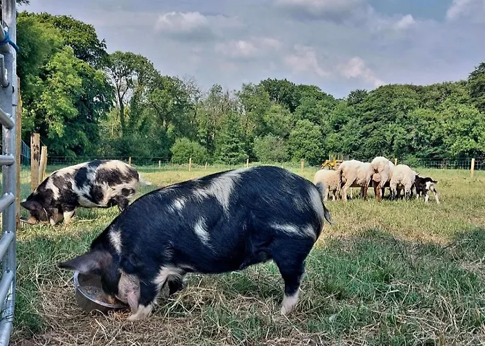 Ballyhoura Farm Escape Experience With Alpacas & Fairy Forest 홈스테이