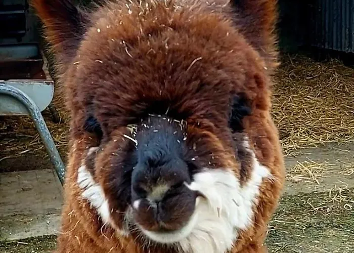 홈스테이 Ballyhoura Farm Escape Experience With Alpacas & Fairy Forest *