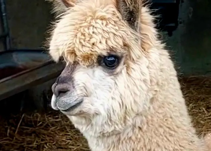 Ballyhoura Farm Escape Experience With Alpacas & Fairy Forest * Ballyorgan