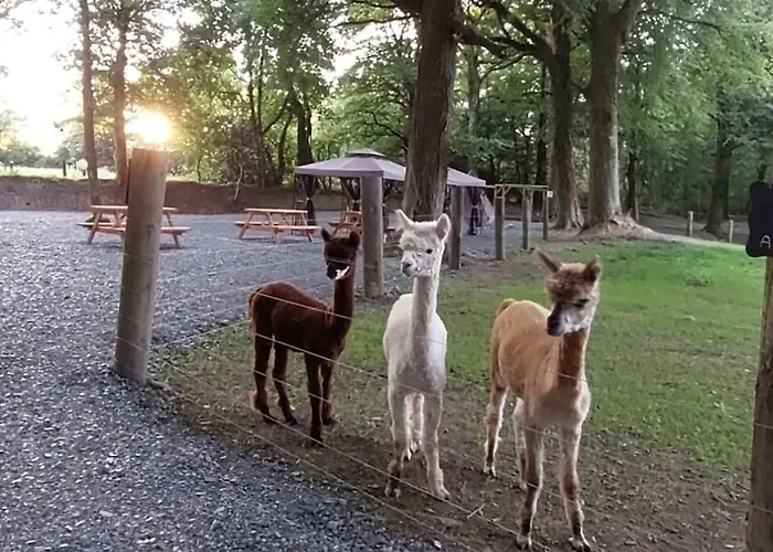 홈스테이 Ballyhoura Farm Escape Experience With Alpacas & Fairy Forest *